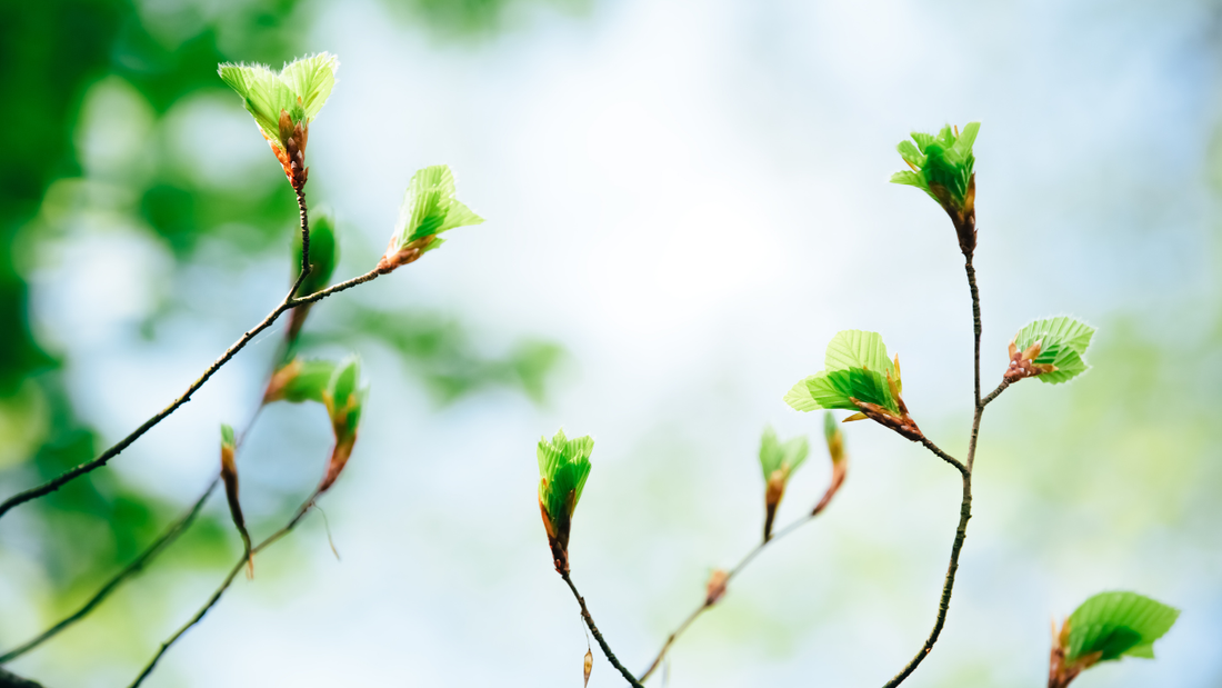 春を待つ「芯」の養生。暦の節目・冬の土用に胃腸を労わる丁寧な暮らし