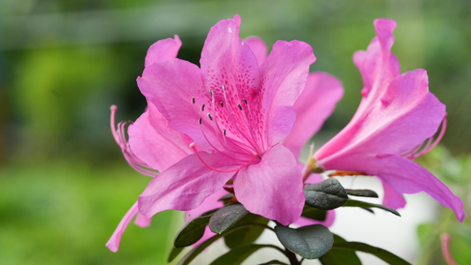 【連載】初夏の自分軸リセットVol.1｜5月の不調を未然に防ぐ「芯」の作り方