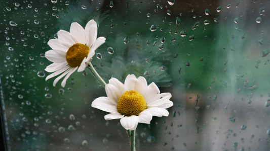 雨の日は五感を澄ませて。内側からみずみずしく巡る丁寧な暮らし