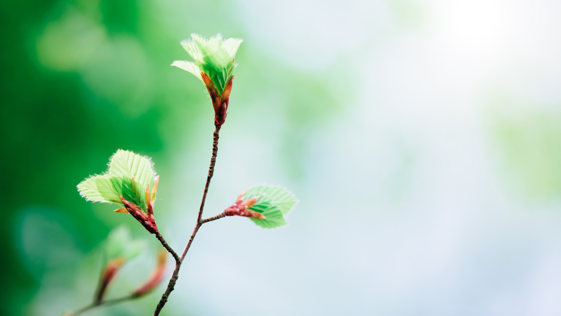 冬の溜め込みをデトックス！春野菜で目覚める大人の体質改善術