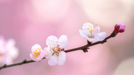 春のゆらぎ肌と花粉対策に。内側から潤う「粘膜ケア」のすすめ